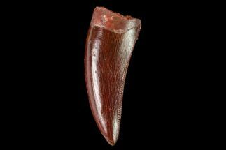 Serrated, Theropod (Deltadromeus?) Pre-Max Tooth - Morocco #159027