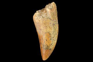 Serrated, Theropod (Deltadromeus?) Tooth - Morocco #159032
