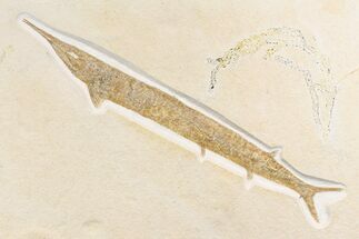 Jurassic, Predatory Fish (Belonostomus) - Solnhofen Limestone #159681