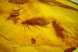 Two Fossil Caddisflies and Two Flies in Baltic Amber #159765