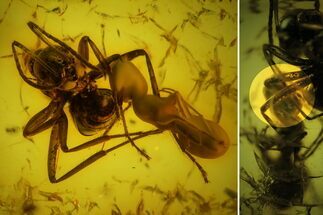 Two Fighting Fossil Ants (Formicidae) in Baltic Amber #159815