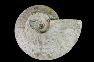 6" Silver Iridescent Ammonite (Cleoniceras) Fossil - Madagascar - Fossil #159395