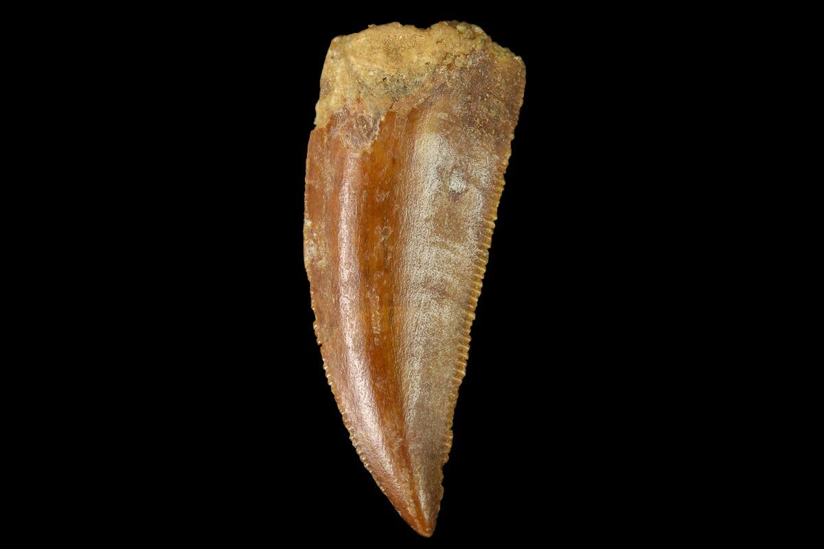 velociraptor tooth for sale