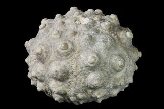 Jurassic Sea Urchin (Hemicidaris) Fossil - France #156326