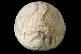 Cretaceous Echinoid (Galerites) Fossil - England #156331