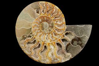 Agatized Ammonite Fossil (Half) - Crystal Filled Chambers #148024