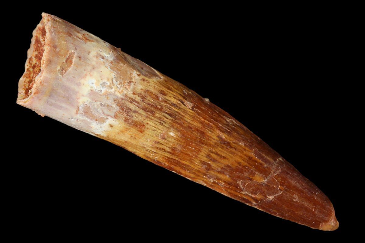 real spinosaurus tooth for sale