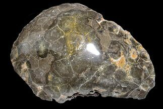 4.4" Polished Fossil Coral (Actinocyathus) Head - Morocco - Fossil #159278