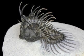 2.4" Spiny Comura Trilobite - Oufaten, Morocco - Fossil #160893