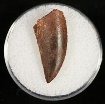 Dark Colored Raptor Tooth From Morocco - #10790