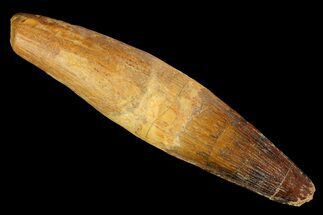 Real Spinosaurus Tooth - Partial Root Present #161473