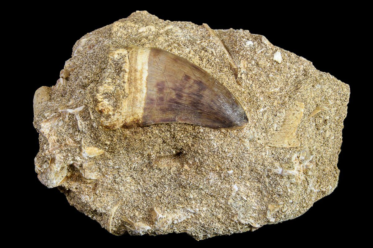 mosasaurus tooth for sale