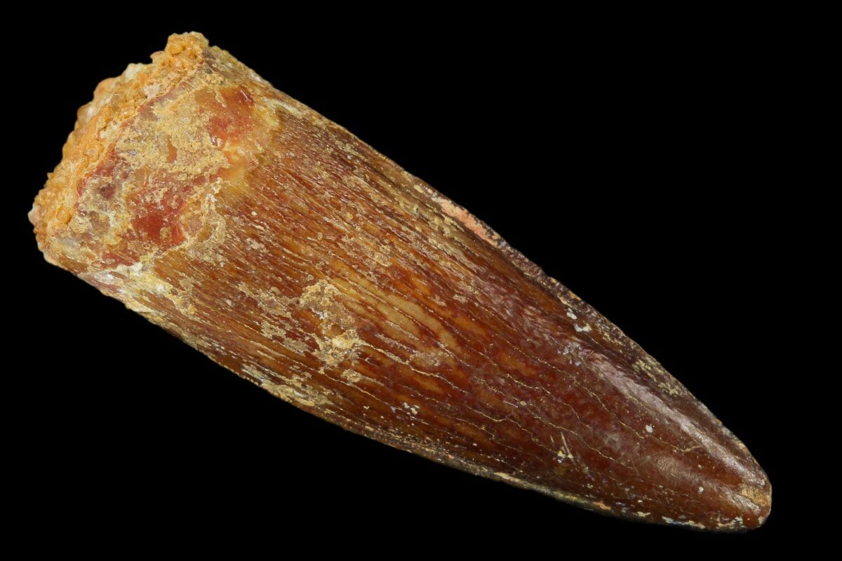 real spinosaurus tooth