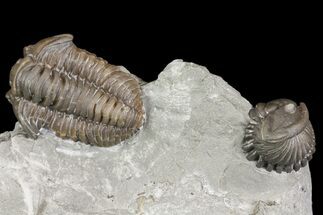 Two Flexicalymene Trilobites In Shale - Mt Orab, Ohio #161682