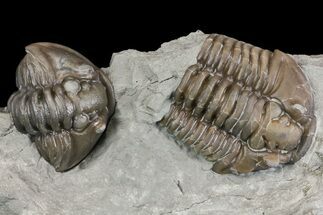 Enrolled Flexicalymene Trilobite With Partial - Mt Orab, Ohio #161714