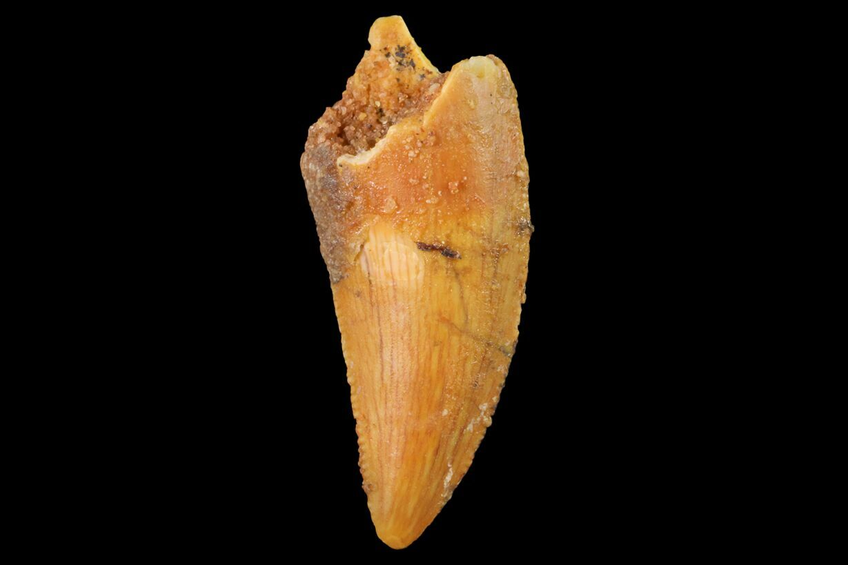 serrated dinosaur teeth