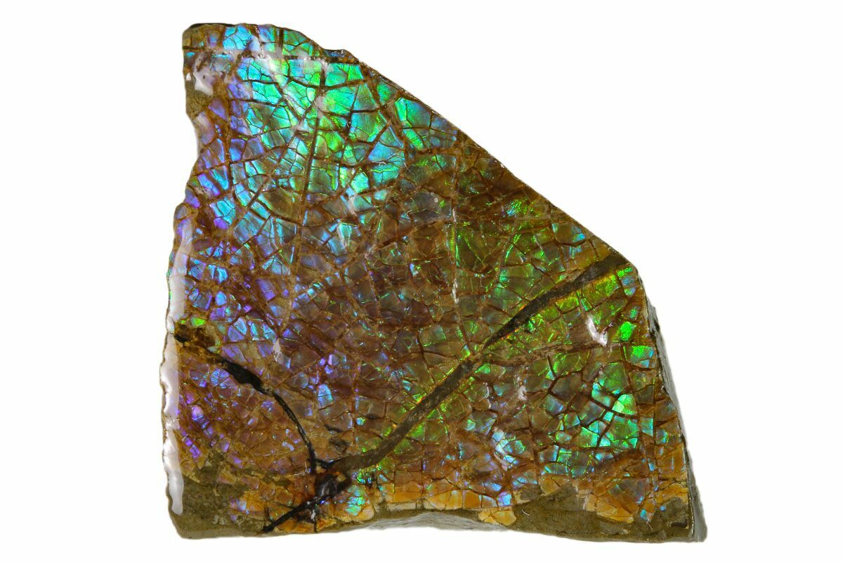 1.3" Iridescent Ammolite (Fossil Ammonite Shell) Alberta, Canada (162410) For Sale