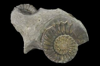 Pyritized (Pleuroceras) Ammonite Fossils - Germany #162612