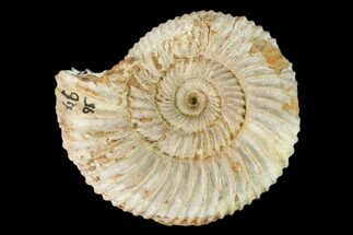 Jurassic Ammonite (Divisosphinctes) Fossil - Madagascar #162616