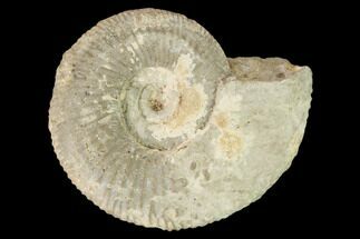 Jurassic Ammonite (Dactylioceras) Fossil - France #162620