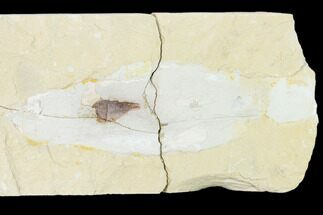 Cretaceous Fossil Squid With Ink Sac - Lebanon #162758