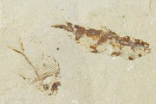 Fossil Fish (Diplomystus Birdi) - Hjoula, Lebanon #162702