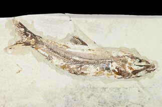 Rare Cretaceous Fossil Fish (Hakelia) - Hakel, Lebanon #162777