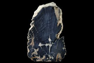 Tall, Petrified Wood (Schinoxylon) Stand-up - Blue Forest, Wyoming #162875