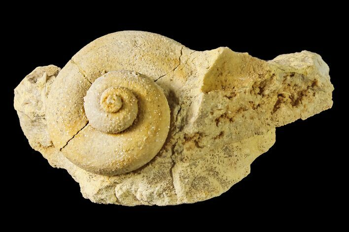 1" Ordovician Gastropod (Trochonema) Fossil - Wisconsin