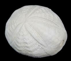 Fossil Sea Urchin From Florida - Lab Prepared #1803