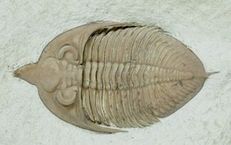 Inch Prone Huntonia Trilobite - Oklahoma #2519