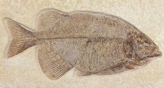 Fossil Fish (Phareodus) - Rare, Red Coloration! #163423