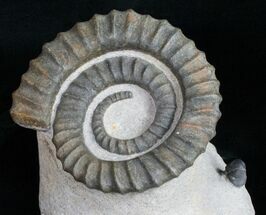 Anetoceras Ammonite With Trilobite Heads #10879