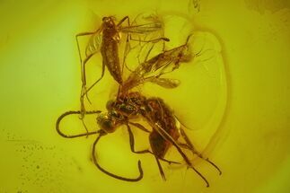 Fossil Fly (Diptera) And Wasp (Hymenoptera) In Baltic Amber #163491