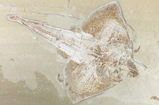 Cretaceous Ray (Rhombopterygia) - Lebanon #163539