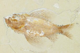 Stunning, Cretaceous Fossil Fish (Ctenothrissa) - Lebanon #163599