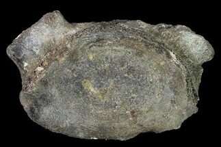 Fossil Whale Cervical/Thoracic Vertebra - South Carolina #160878
