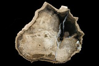 7.1" Polished Petrified Tropical Hardwood Section - Texas - Fossil #163649