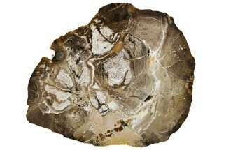 7.5" Polished Petrified Hardwood Round - Texas - Fossil #163670