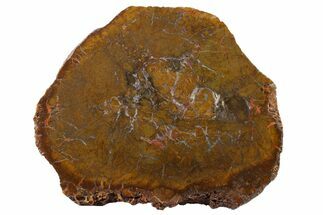 6" Triassic Petrified Wood (Conifer) Round - India - Fossil #163714