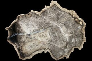 8.6" Polished Petrified Tropical Hardwood (Hunteria?) Round - Texas - Fossil #163724