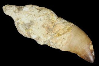 Bargain, Fossil Rooted Mosasaur (Prognathodon) Tooth - Morocco #163906