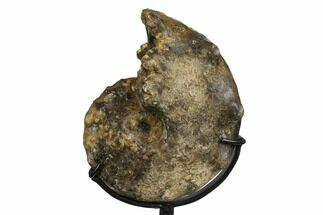 4.7" Cretaceous Ammonite (Mammites) Fossil with Metal Stand - Morocco - Fossil #164219