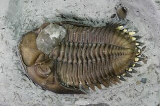 1.1" Greenops Trilobite With Brachipod Over Eye - Ontario - Fossil #164403