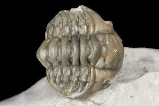 Rare, .9" Ceraurinus icarus Trilobite - Quebec - Fossil #164446