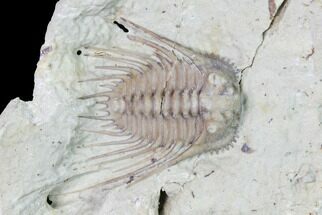 Bargain, 1" Kettneraspis Trilobite - Oklahoma - Fossil #164454