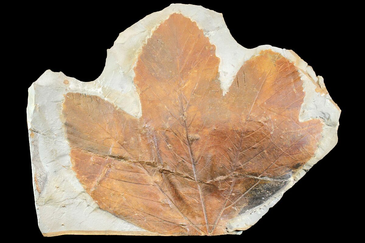 5.5" Fossil Sycamore Leaf (Platanus) Montana For Sale (165025