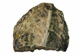 Partial, Fossil Triceratops Tooth - Montana #164688