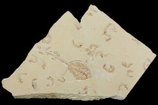 7.7" Fossil Guitar Ray (Rhinobatos) With Thirty Fish - Lebanon - Fossil #165875