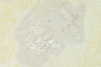 Floating Crinoid (Comaturella) Fossil - Solnhofen Limestone #165828